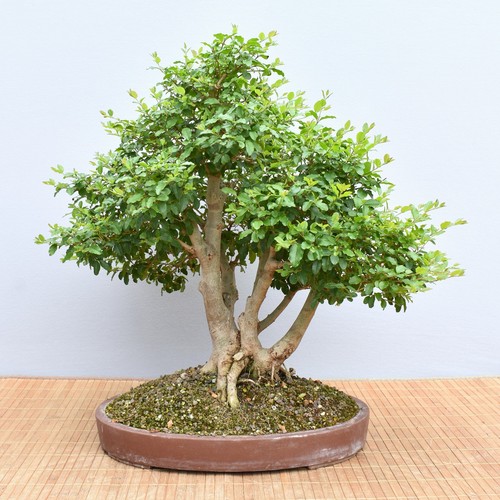 Bonsai indoor liguster - bonsai,