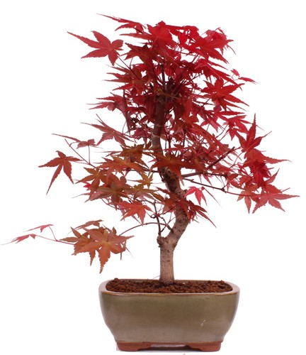 Bonsai acer palmatum - acer,