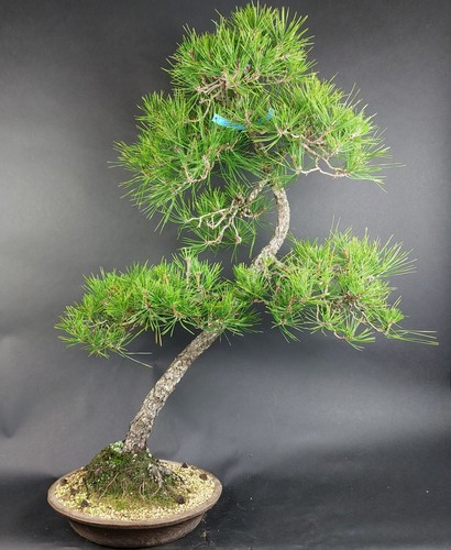 Bonsai schwarzkiefer pinus - bonsai-schwarzkiefer,,