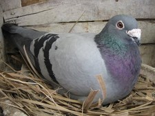 10 brieftauben ring France