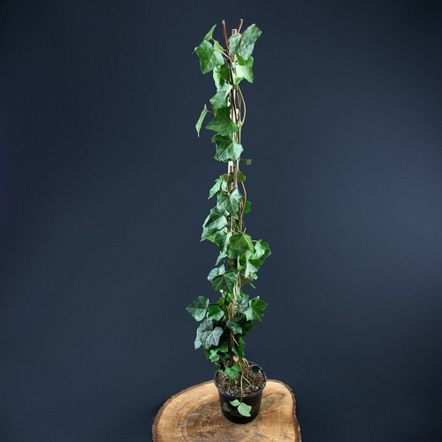 Irische efeu hedera hibernica - hedera,