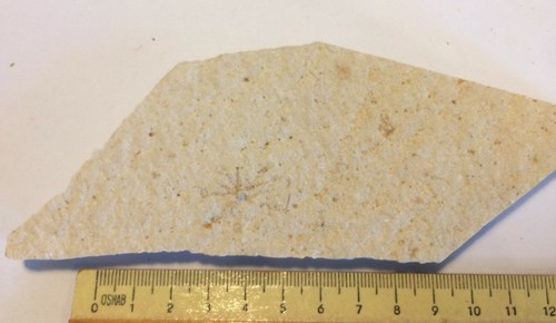 Saccocoma pectinata fossil - pectinata,