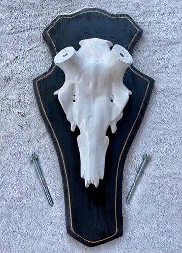Rothirschschädel aus