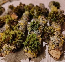 elegante Deko Äste XS Moos &