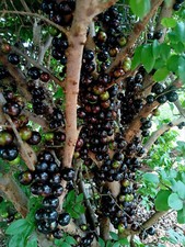 Jaboticaba - Plinia sp Pingo de Mel - brasilianische Baumstammkirsche - Sämlinge