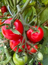 Matina rote Stabtomate sehr früh reifend ideal für Einsteiger auch fürs Freiland