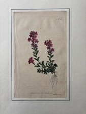 Botanischer Kupferstich 1795