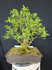 Pfaffenhütchen Bonsai