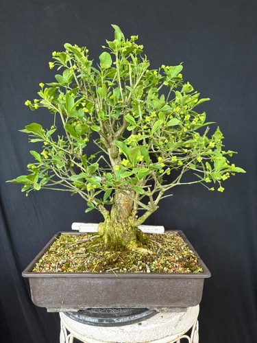 Pfaffenhütchen bonsai - pfaffenhütchen,