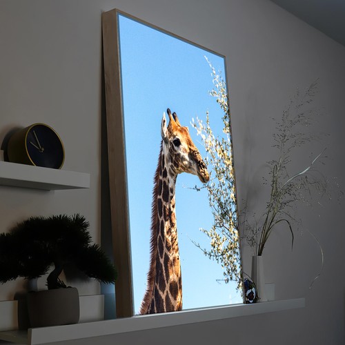 Led wandbild giraffe afrika - wandbild,