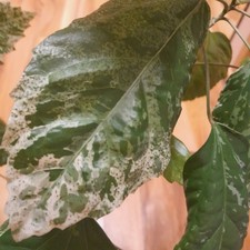 HIBISKUS VARIEGATA sehr Große