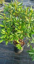 Rhododendron sp.   im 10 Liter