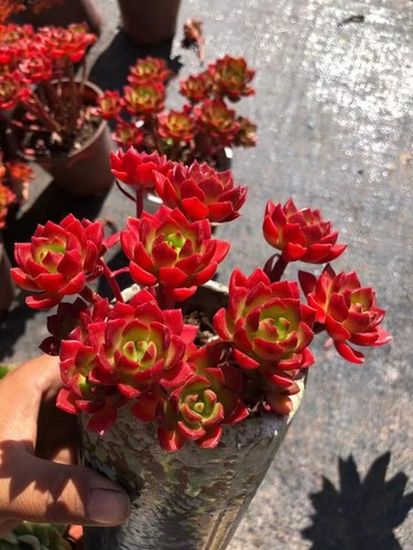 Sale2186 aeonium sedeveria - sale2186,