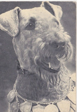 AIREDALE    TERRIER     Postcard  ***   # 1  RARE