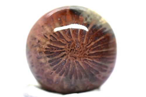 Echte fossile koralle - fossile,