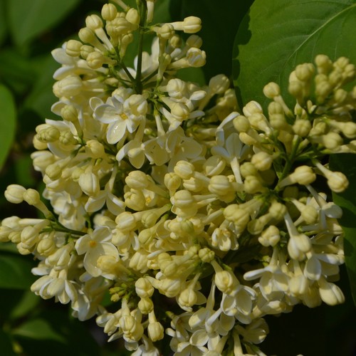 Gemeine flieder primrose - gemeine, 2l