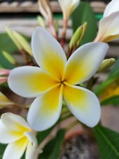 Frangipani Plumeria - Steckling im März gepflanzt - mit ersten Austrieben -