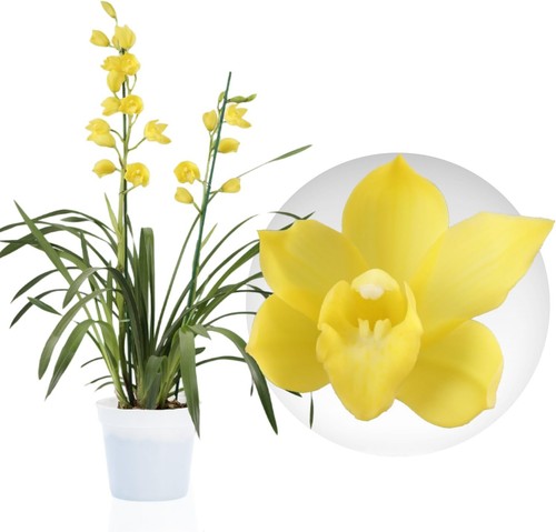 Orchideen pflanzen - orchideen,