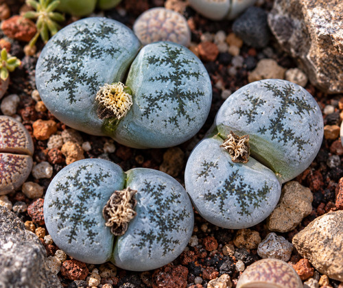 873mg lithops amethystina - ls,