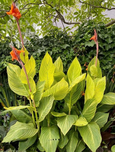 Canna pretoria bengal - canna,