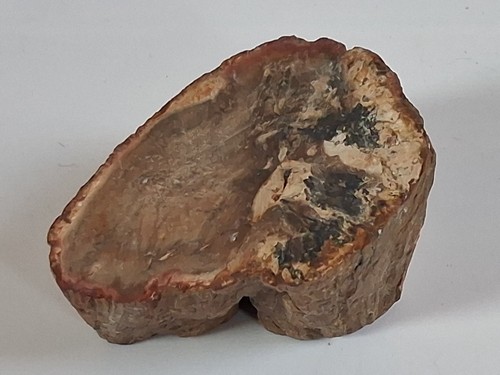 Fossiles holz versteinertes - holz,