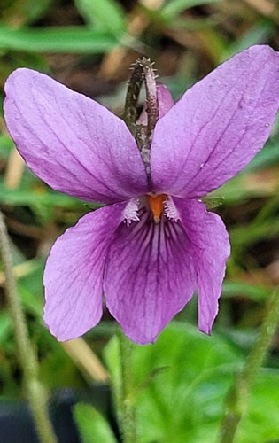 Duft veilchen mauve - duft-veilchen,