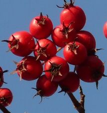 30 Samen Eingriffeliger Weißdorn (Crataegus monogyna), Hagedorn, Bienenweide