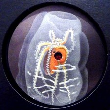 Alejandro Mosso - mosso005