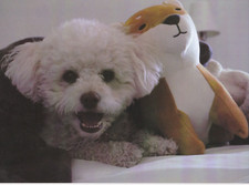 Malteser  *   Bichon  Frise  ?   * Postkarte  *  Postcard  # 12