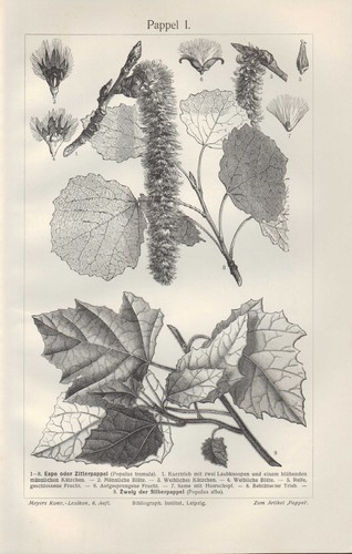 Lithografie 1906 pappel ii - lithografie,