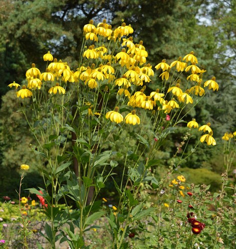 Fallschirm rudbeckia - fallschirm,