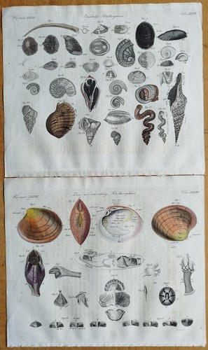 Muscheln schnecken drucke - muscheln,
