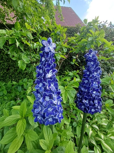 Stück rittersporn blau - stück,