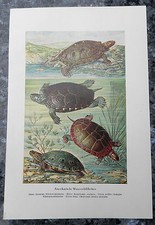 Amerikanische Wasserschildkröten (Glyptemys) Sumpfschildkröte  Farbdruck 1912