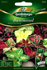 Buntnessel - Bunte Mischung, Dekorative Zimmer- Beet- & Balkonblume Blumen Samen