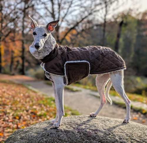 Hundemantel für windhunde - hundemantel,