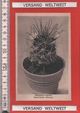 Otto Stoye: Mamillaria odorata