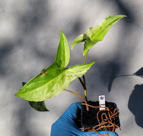 Syngonium albo variegated - syngonium,