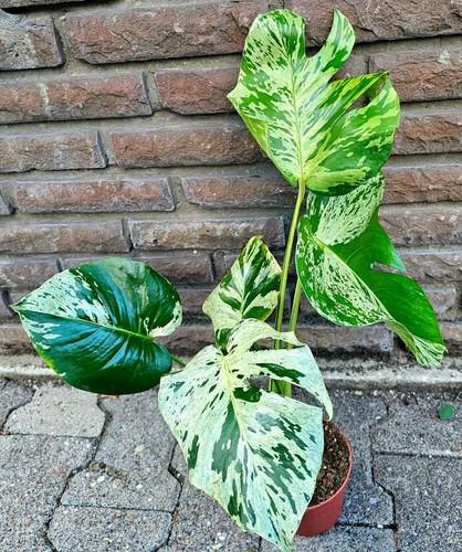 Wunderschöne große monstera - große,