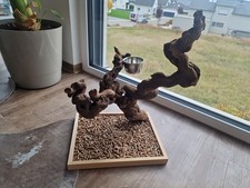 Papagei Sittich Freisitz Weinrebe Selfmade Perch