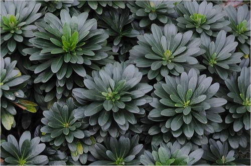 Euphorbia amygdaloides - x,