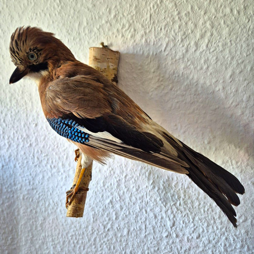 Eichelhäher vogelpräparat - eichelhäher, /