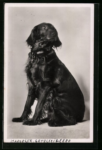 Sitzender jagdhund der rasse - sitzender,