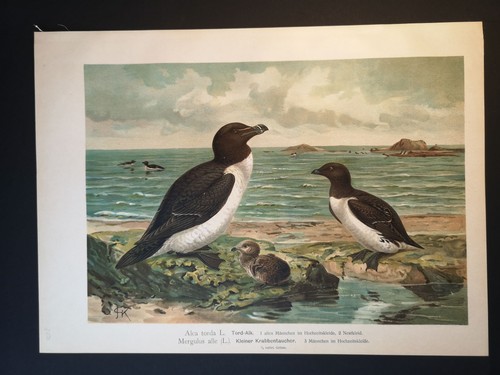 Chromolithographie 1898 - v.,