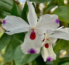 Dendrobium species annae new - dendrobium,
