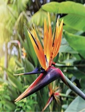 Paradiesvogelblume strelitzia - paradiesvogelblume,