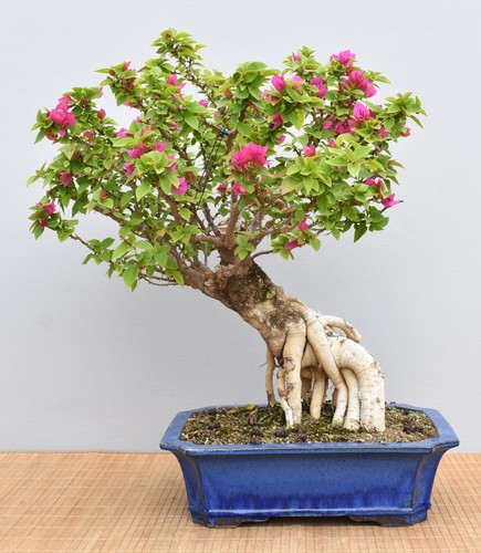 Bonsai mediterran - bonsai,