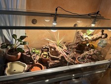 Exo Terra Terrarium Komplettset mit allem  Zubehör im Wert von 449,-€