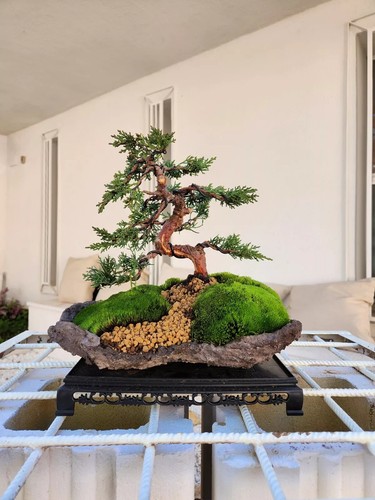 Wacholder kishu bonsai auf - wacholder-kishu-bonsai,