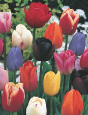 Angebot 100 Tulpenzwiebeln gemischt Blumenzwiebeln Tulpen Lieferbar 9.9.